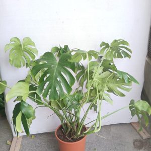 Monstera deliciosa