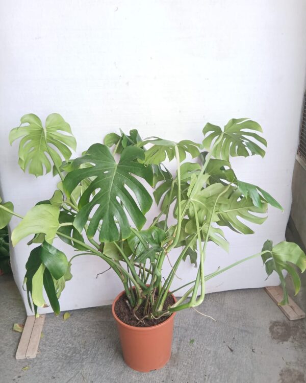 Monstera deliciosa