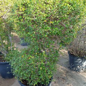 Ehretia Microphylla