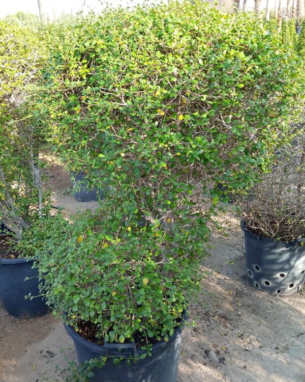 Ehretia Microphylla