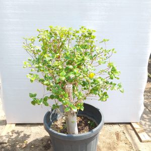 Hibiscus rosa-sinensis