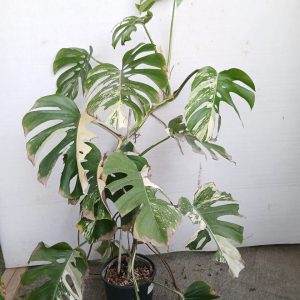 Monstera deliciosa variegata