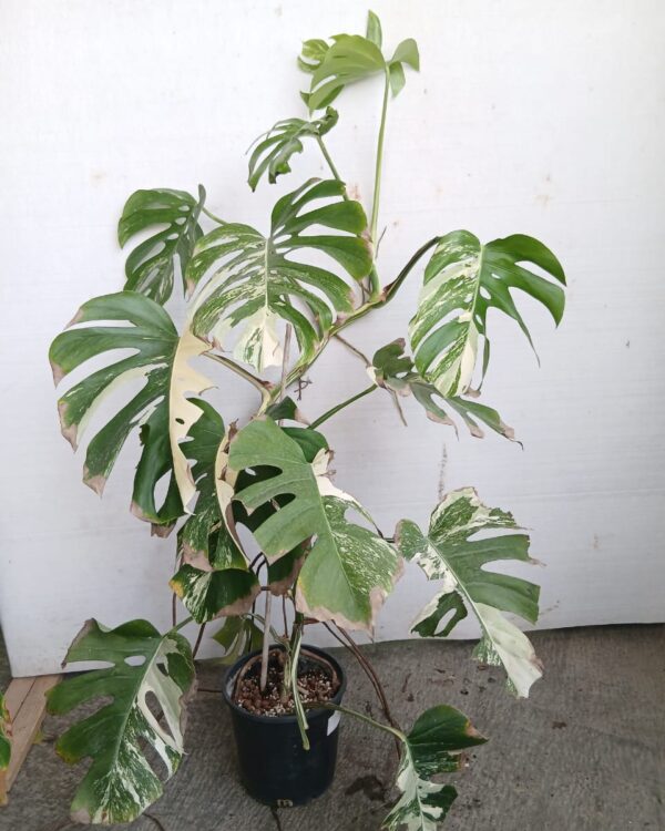 Monstera deliciosa variegata
