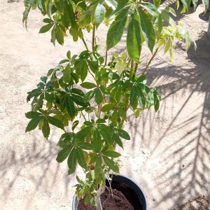 Ceiba pentandra