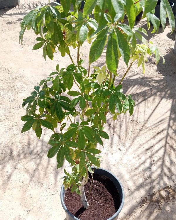 Ceiba pentandra