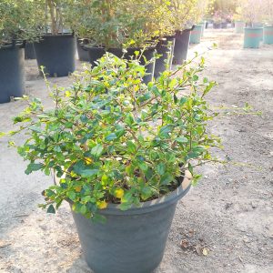 Ehretia Microphylla