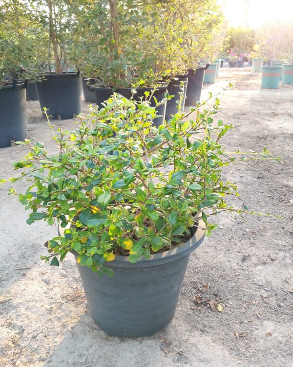 Ehretia Microphylla