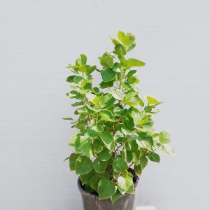 Hibiscus rosa-sinensis