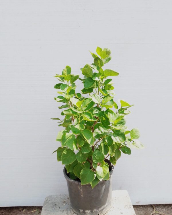 Hibiscus rosa-sinensis