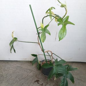 Monstera deliciosa
