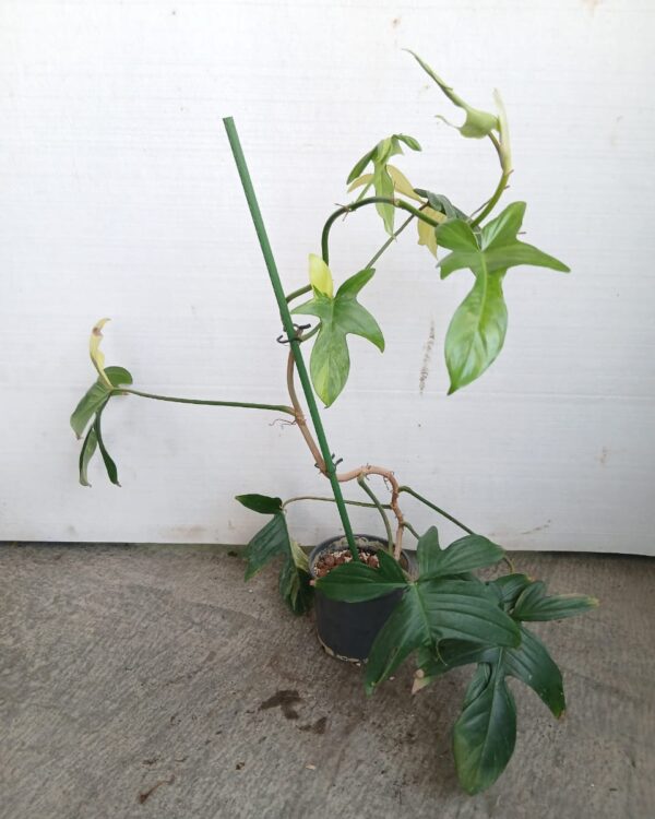 Monstera deliciosa