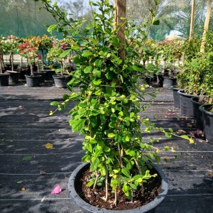 Ehretia Microphylla