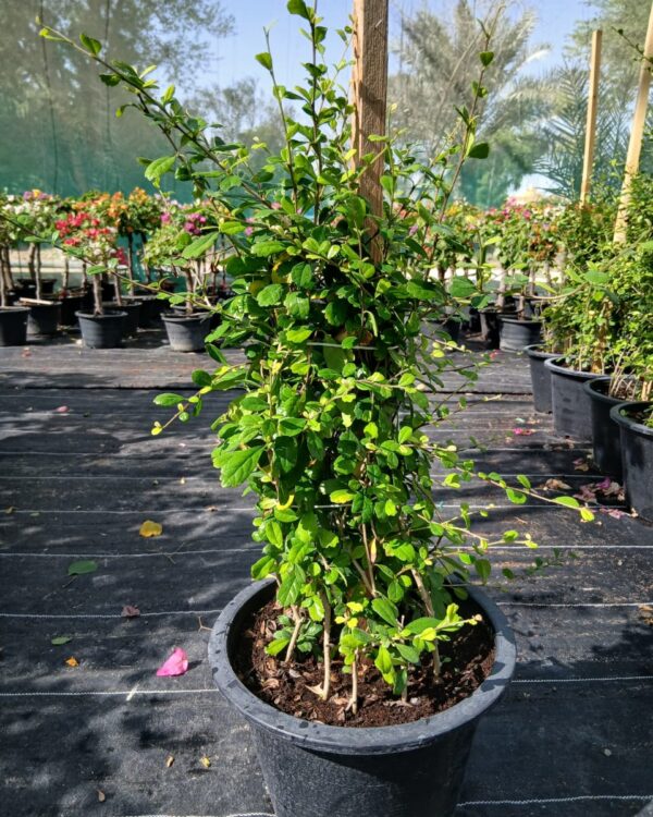 Ehretia Microphylla