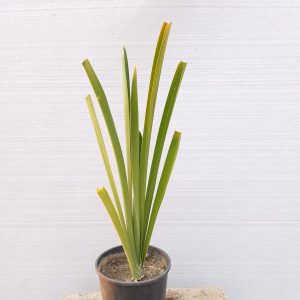Hymenocallis littoralis