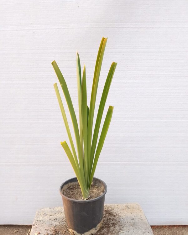 Hymenocallis