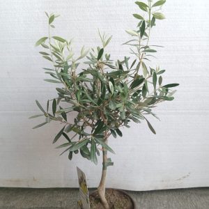 Olea europaea