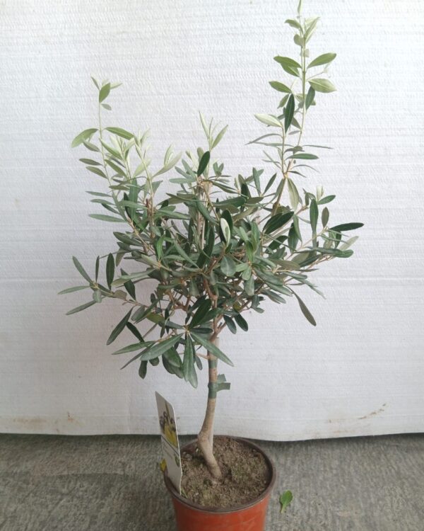 Olea europaea