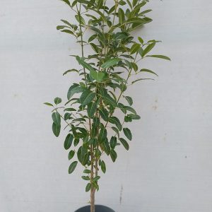 Tabebuia pentaphylla