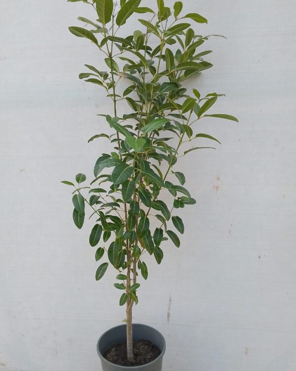 Tabebuia