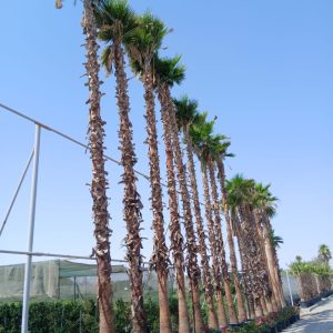 Washingtonia robusta