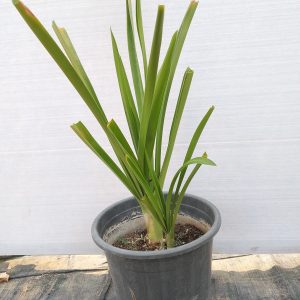 Amaryllis belladonna red