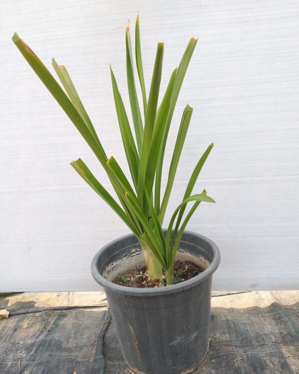 Hymenocallis