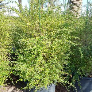Ehretia Microphylla