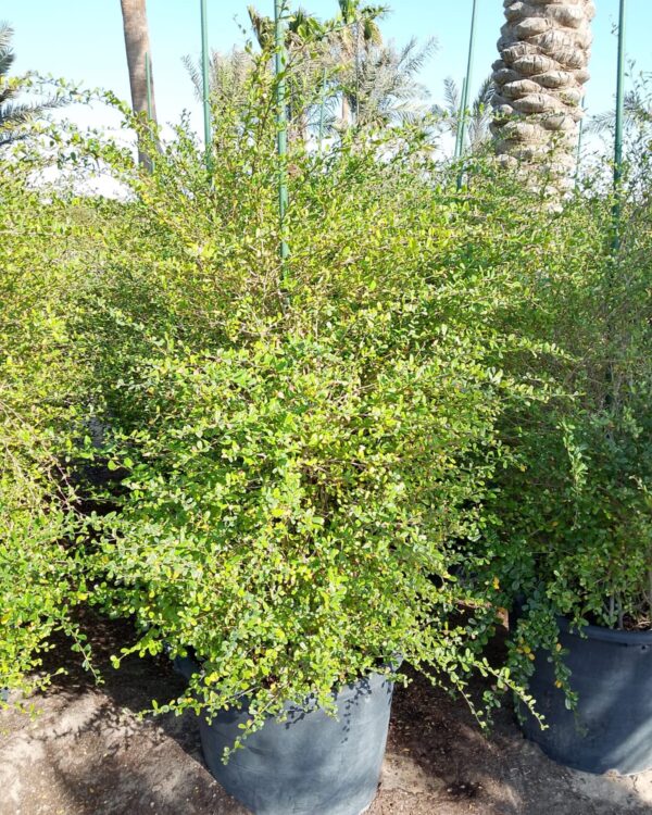Ehretia Microphylla