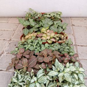 Fittonia albivenis