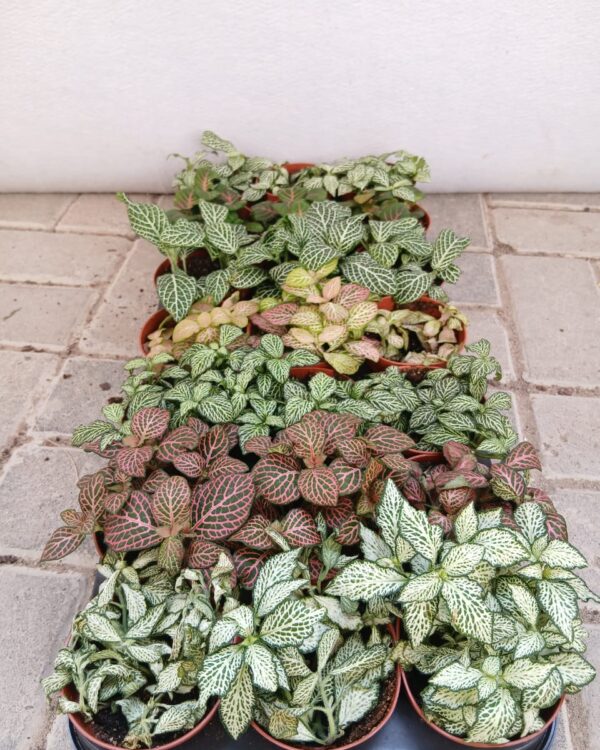 Fittonia albivenis