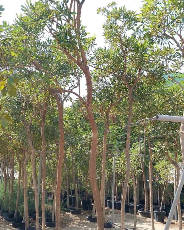 Tabebuia argentea