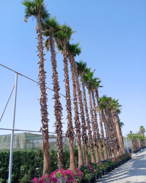 Washingtonia Robusta