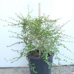 Ehretia Microphylla
