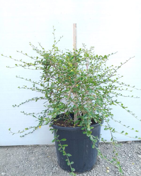 Ehretia Microphylla