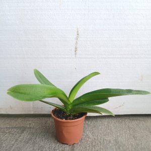 Phalaenopsis