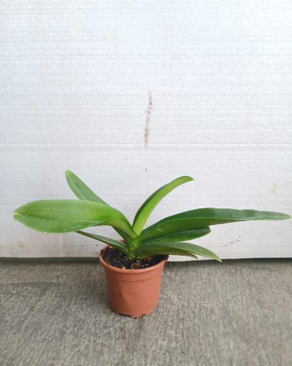Phalaenopsis