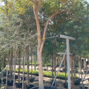 Tabebuia argentea