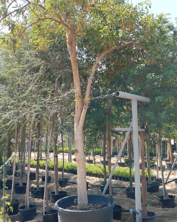 Tabebuia argentea