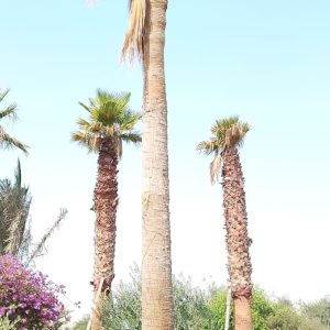 Washingtonia robusta (Ground)