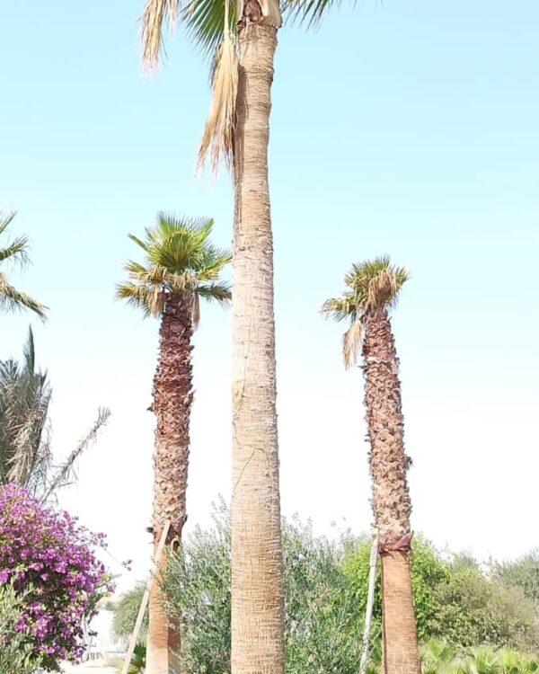 Washingtonia Robusta (Ground)