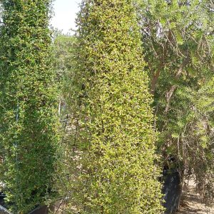 Ehretia Microphylla(Not Ready)