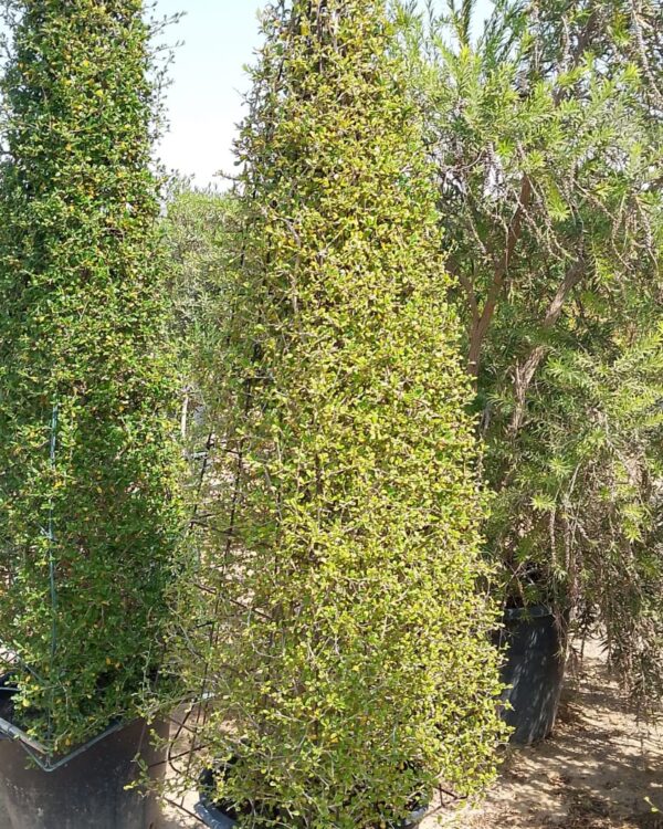 Ehretia Microphylla(Not Ready)