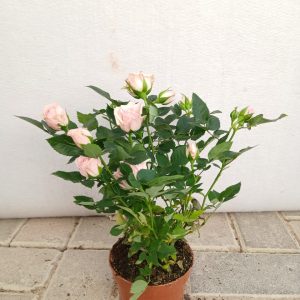 Rosa miniature