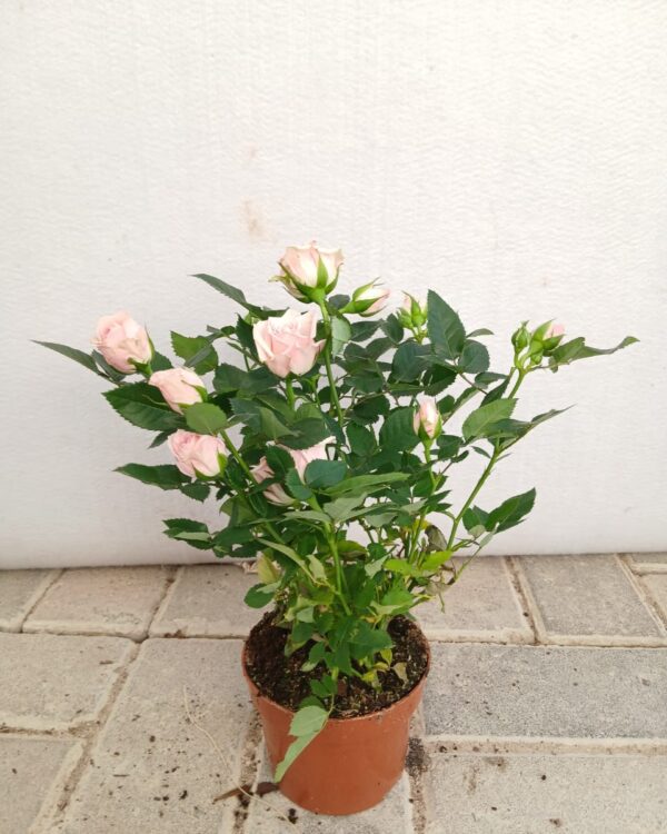 Rosa miniature
