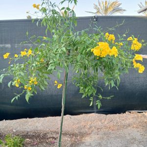Tecoma stans