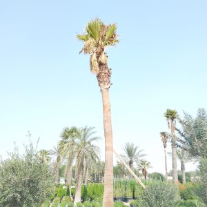 Washingtonia robusta (Ground)