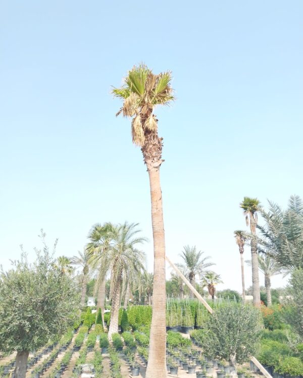 Washingtonia Robusta (Ground)