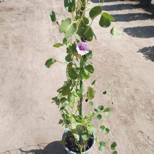 Ipomoea biloba (Green B)