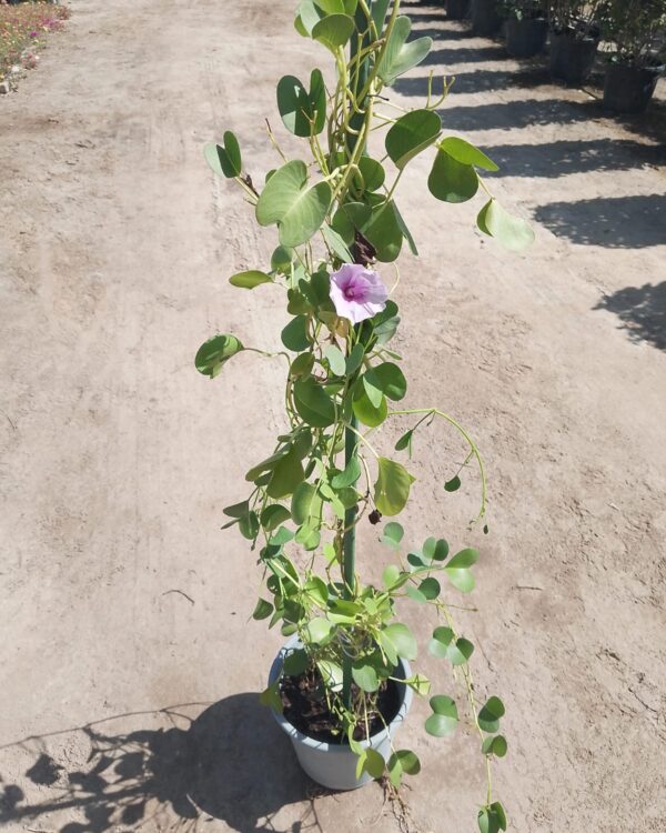 Ipomoea biloba (Green B)