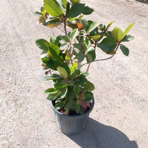 Terminalia catappa